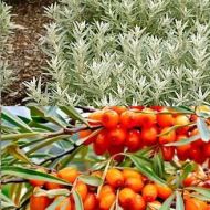 Комплект с двух облепих в контейнере